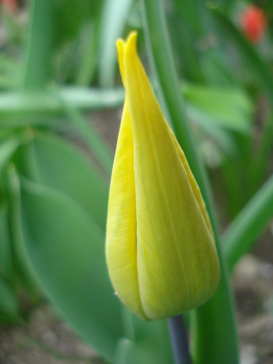 Tulipa Flashback (2010, April 15)
