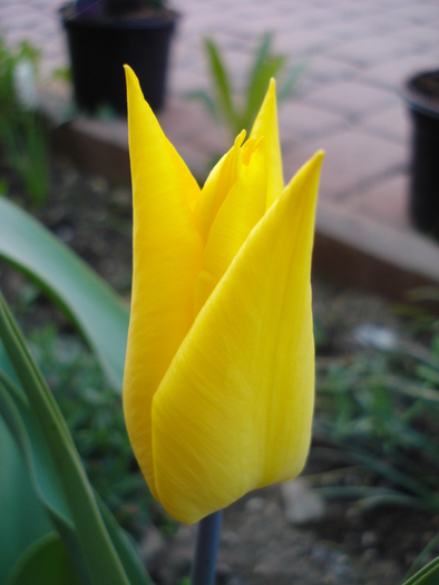 Tulipa Flashback (2010, April 18)