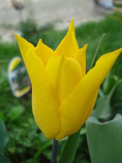Tulipa Flashback (2010, April 18) - Tulipa Flashback