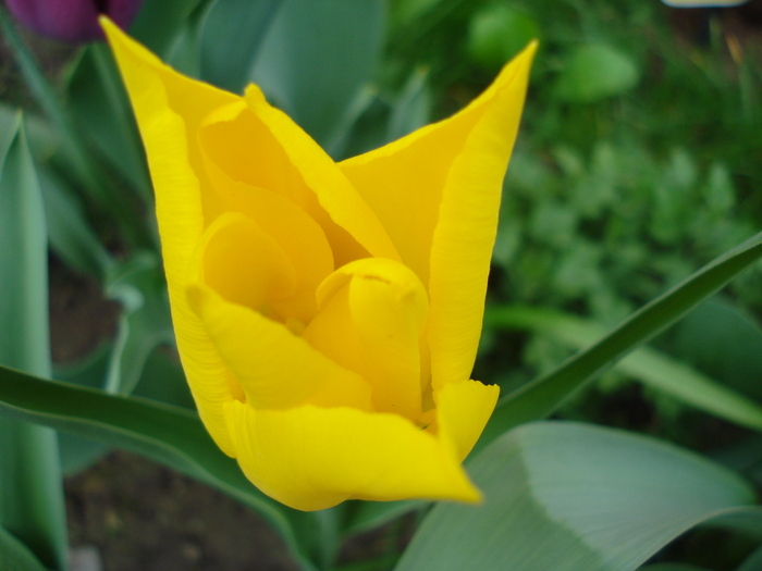 Tulipa Flashback (2010, April 18)