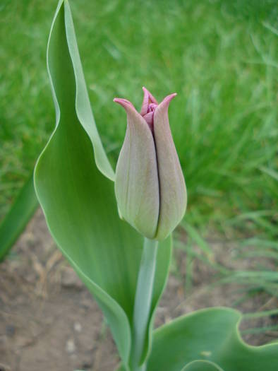 Tulipa Maytime (2009, April 09)
