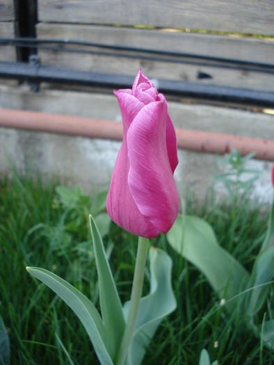 Tulipa Maytime (2009, April 18)