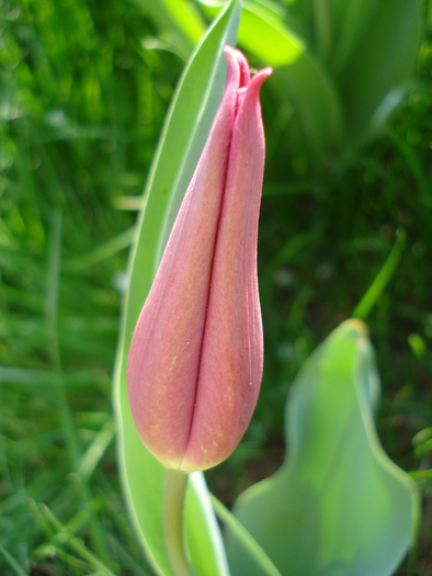 Tulipa Maytime (2010, April 13) - Tulipa Maytime
