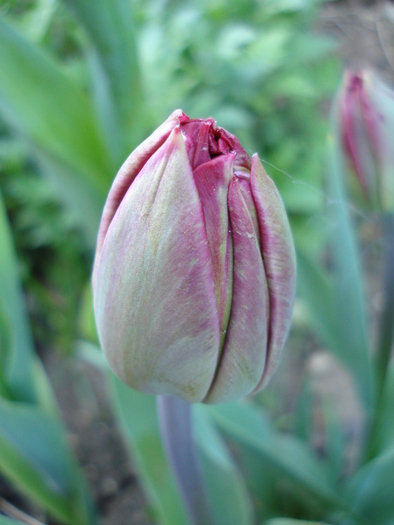 Tulipa Midnight Magic (2010, April 27)