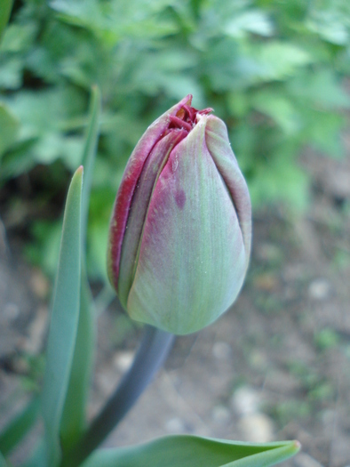 Tulipa Midnight Magic (2010, April 27)