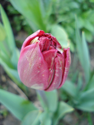 Tulipa Midnight Magic (2010, April 28)