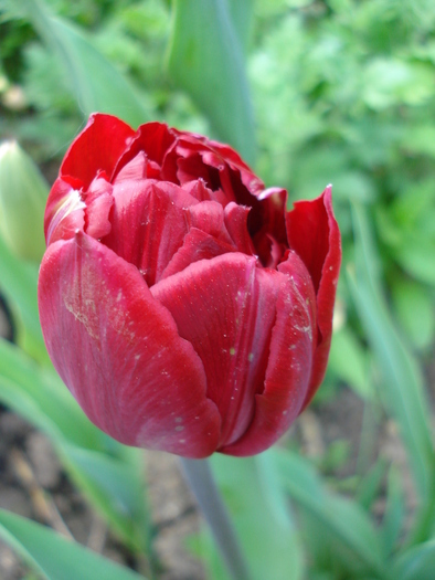 Tulipa Midnight Magic (2010, April 29)