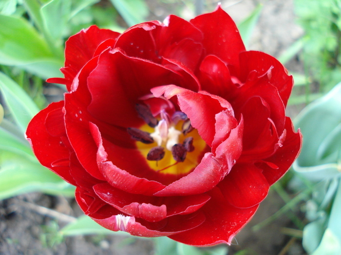Tulipa Midnight Magic (2010, April 30)