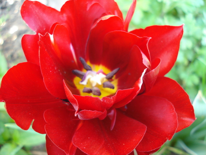 Tulipa Midnight Magic (2010, May 01)