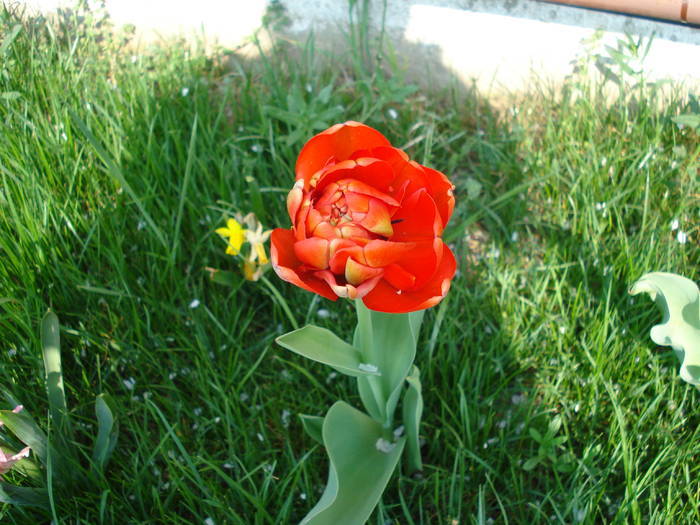Tulipa Miranda (2009, April 11)