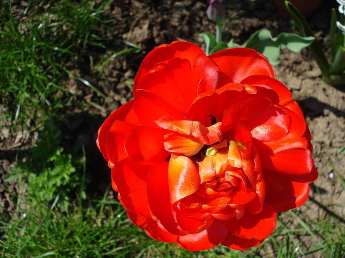 Tulipa Miranda (2009, April 16)