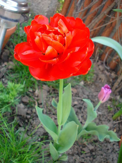 Tulipa Miranda (2009, April 17)
