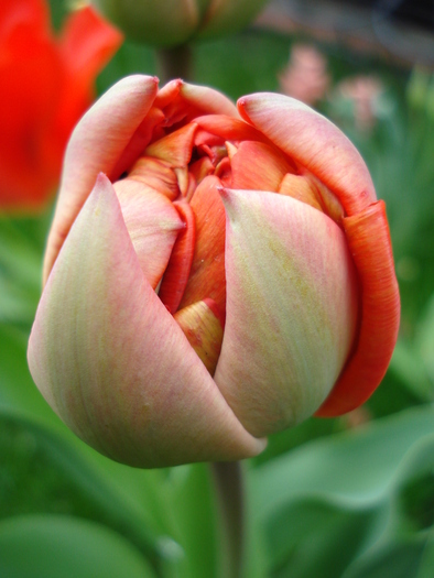 Tulipa Miranda (2010, April 11)