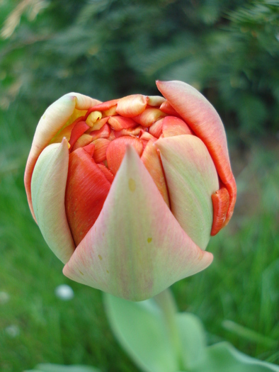 Tulipa Miranda (2010, April 12)
