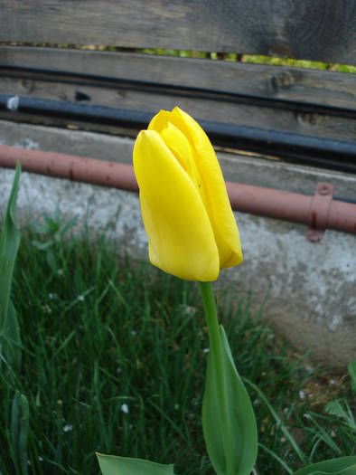 Tulipa Candela (2009, April 11)