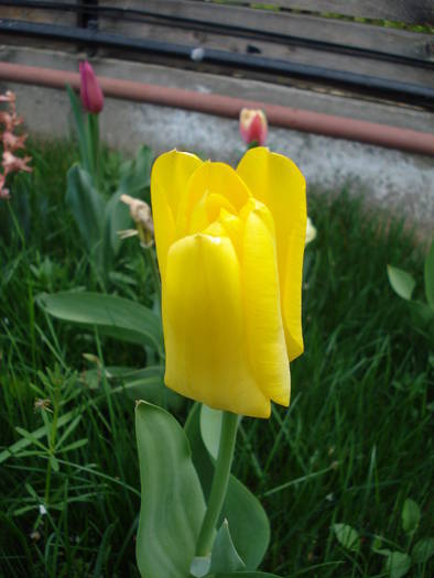 Tulipa Candela (2009, April 13)