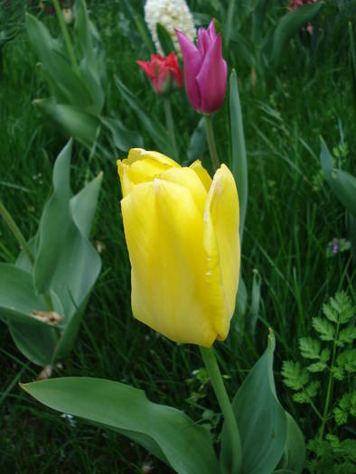 Tulipa Yellow Emperor (2009, April 13)