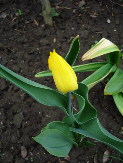 Tulipa Yellow Emperor (2009, April 14)