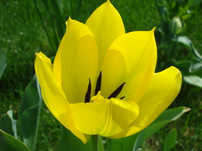 Tulipa Candela (2010, April 07) - Tulipa Candela