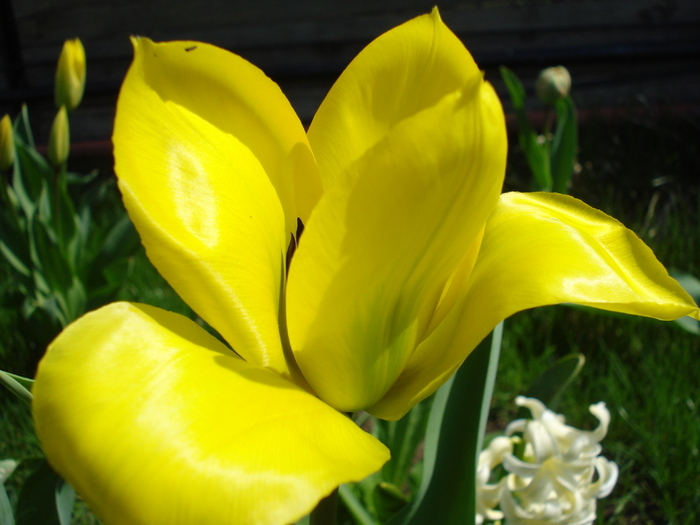 Tulipa Candela (2010, April 08) - Tulipa Candela
