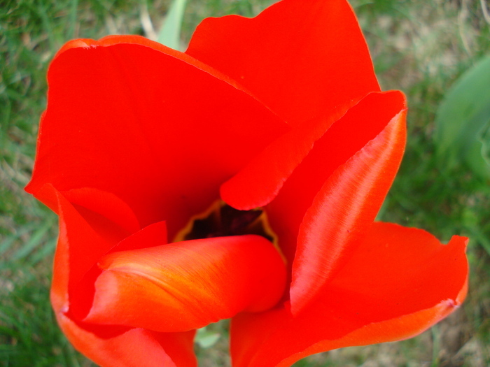 Tulipa Madame Lefeber (2010, April 05)
