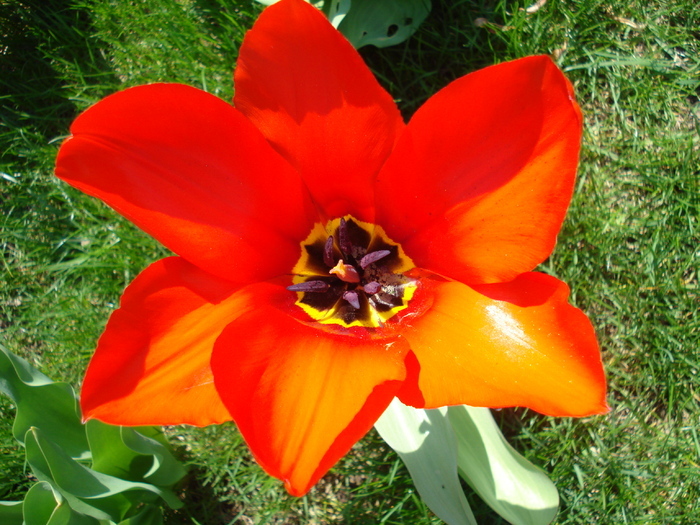 Tulipa Red Emperor (2010, April 08) - Tulipa Madame Lefeber
