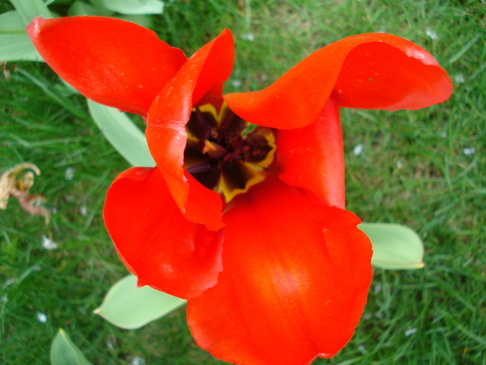 Tulipa Red Emperor (2010, April 11)