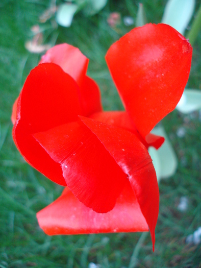 Tulipa Red Emperor (2010, April 11) - Tulipa Madame Lefeber
