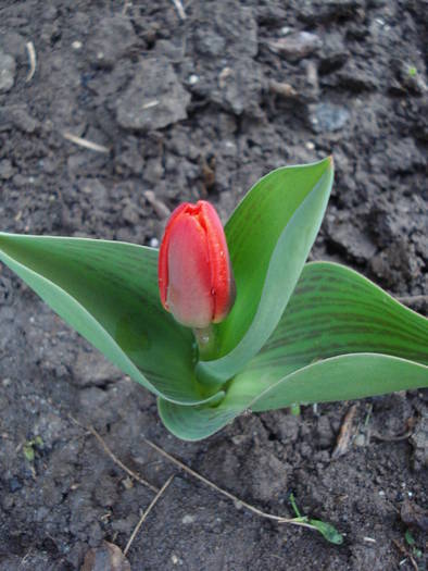 Tulipa Showwinner (2009, April 01)
