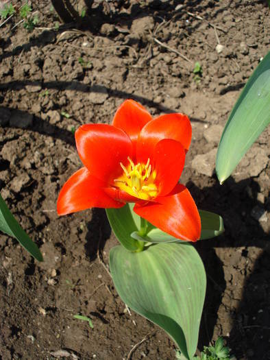 Tulipa Showwinner (2009, April 05)