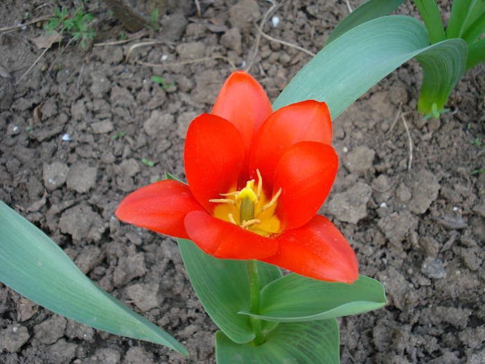 Tulipa Showwinner (2009, April 06)