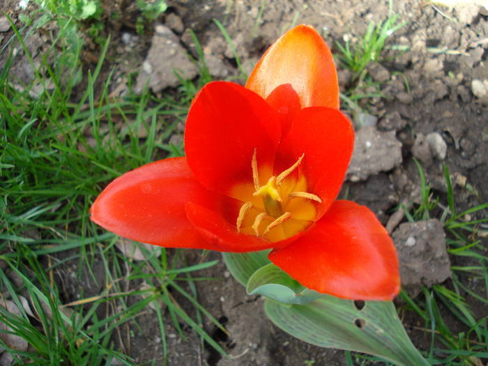 Tulipa Showwinner (2009, April 07)