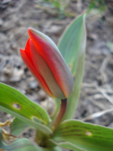 Tulipa Showwinner (2010, March 26)