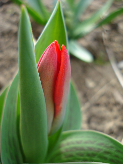 Tulipa Showwinner (2010, March 27)