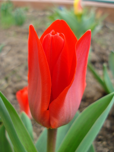 Tulipa Showwinner (2010, March 30)