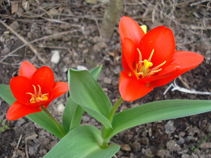 Tulipa Showwinner (2010, April 01)