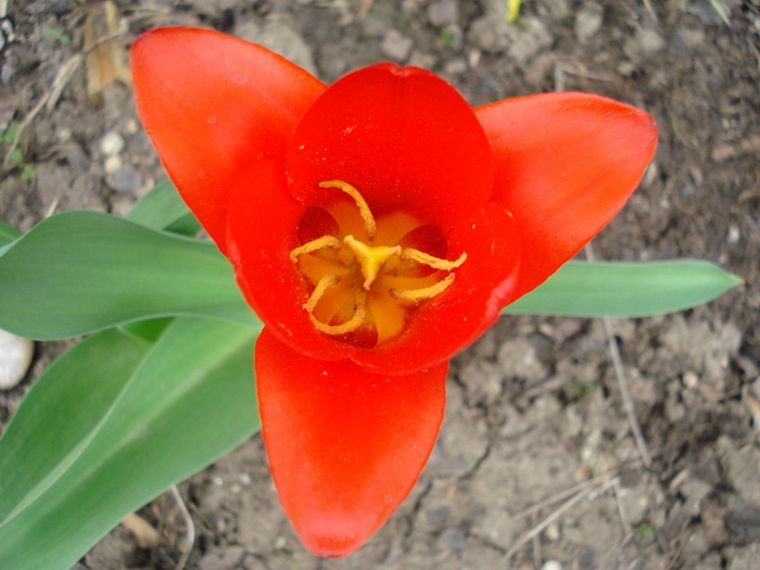 Tulipa Showwinner (2010, April 05)
