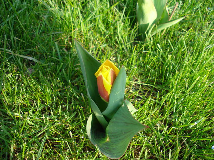 Tulipa Stresa (2009, March 22)