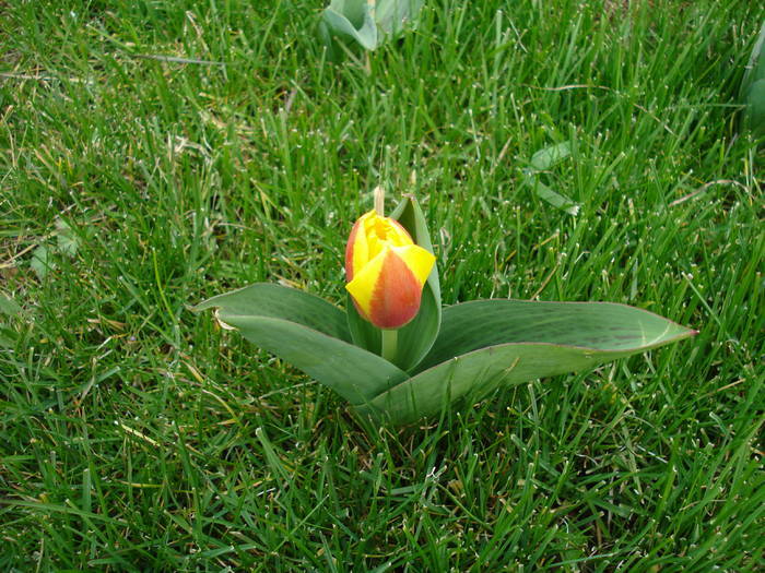 Tulipa Stresa (2009, March 24)
