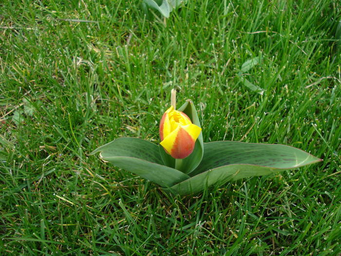 Tulipa Stresa (2009, March 24)