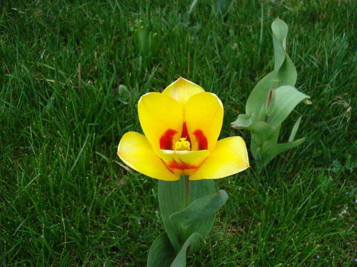 Tulipa Stresa (2009, March 30)