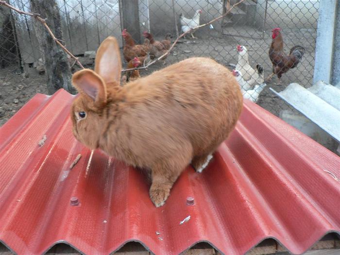 Fluffy trage cu ochiul la femei; Se uita la Urechiusa - o femela neagra de rasa comuna.
