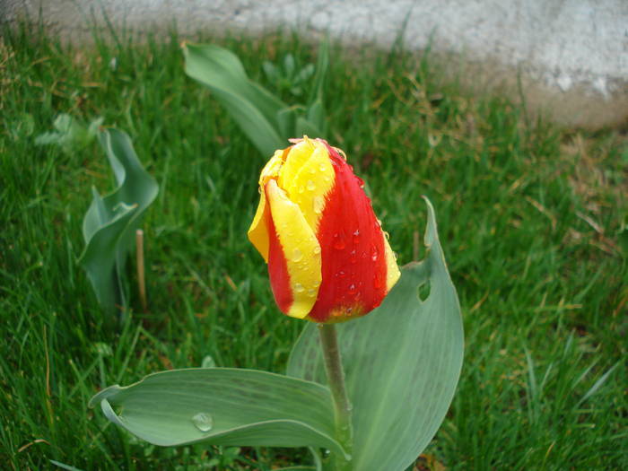 Tulipa Stresa (2009, April 01)