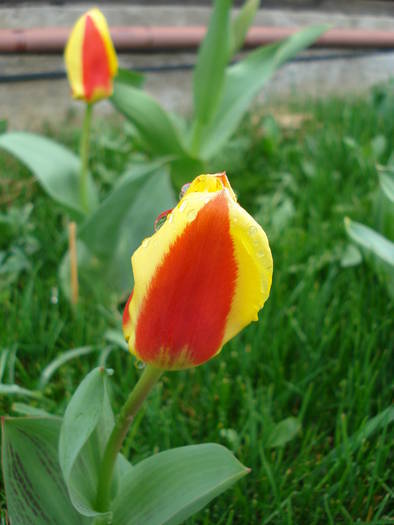 Tulipa Stresa (2009, April 01)