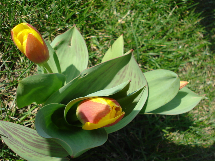 Tulipa Stresa (2010, March 25)