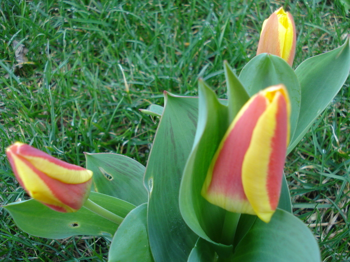 Tulipa Stresa (2010, March 26)