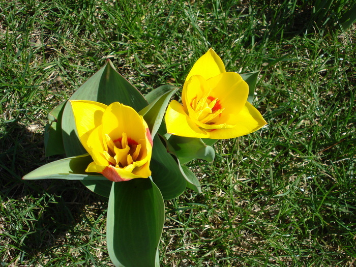 Tulipa Stresa (2010, March 26)