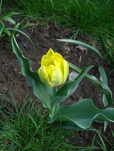 Tulipa Monte Carlo (2009, April 15)
