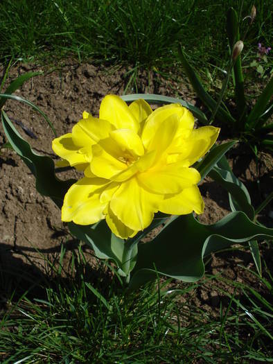 Tulipa Monte Carlo (2009, April 16)