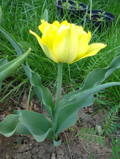 Tulipa Monte Carlo (2009, April 17)